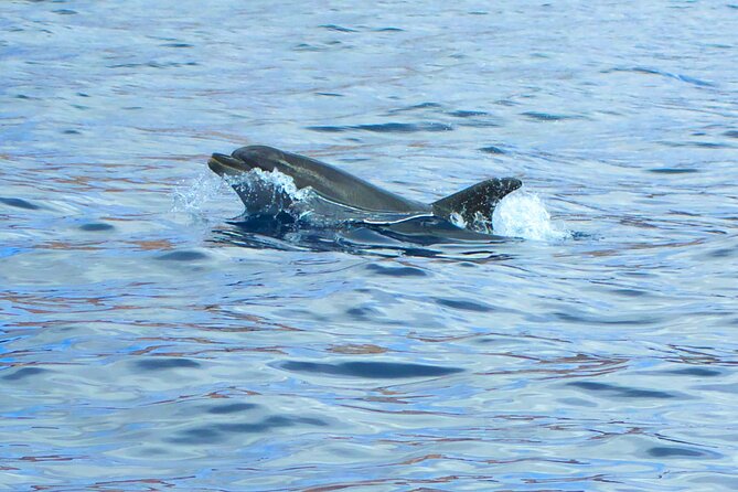Fuerteventura Sailing Trip From Morro Jable - Trip Highlights