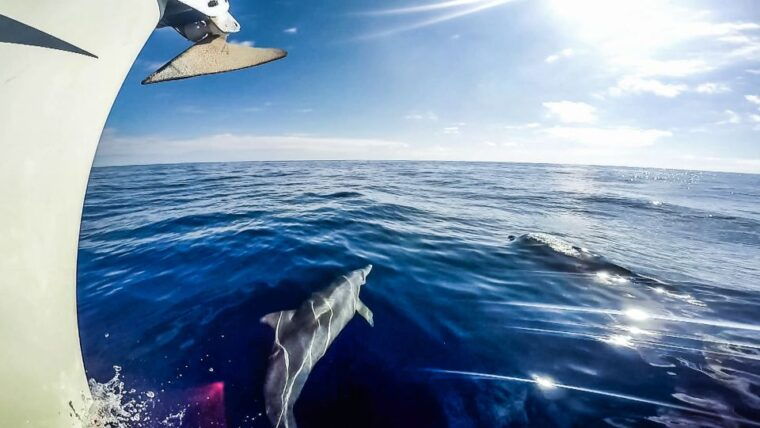 Fuerteventura: Sailing With Snorkeling and Dolphin Watching - Snorkeling and Swimming