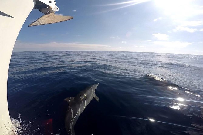 Fuerteventura Small-Group Yacht Cruise With Tapas - Additional Information and Tour Details