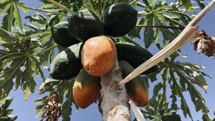 Fuerteventura: Tapas and Local Life Guided Tour - Booking Details
