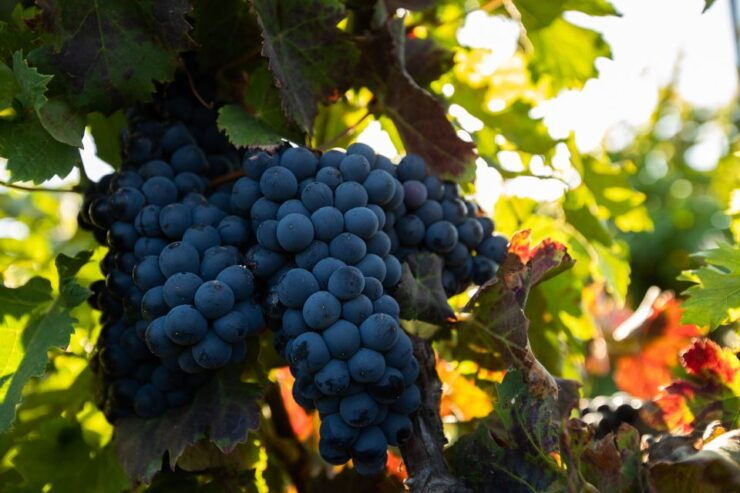 Fuerteventura: Tour of Bodega Conatvs Vineyard With Tasting - Activity Information