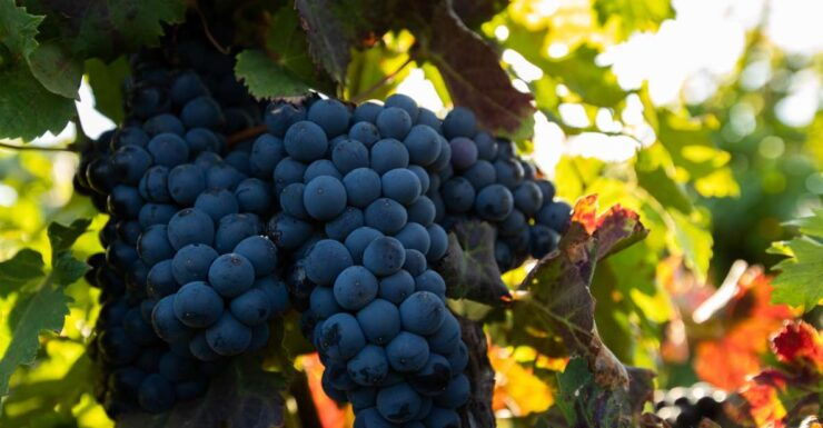 Fuerteventura: Tour of Bodega Conatvs Vineyard With Tasting - Experience Highlights