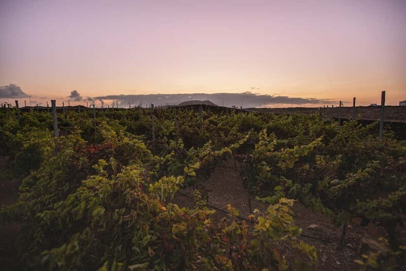 Fuerteventura: Tour & tasting at Conatvs Winery - Good To Know