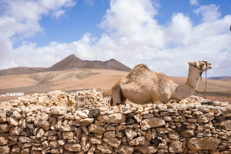 Fuerteventura: Volcanic Hike to the Crater Edge - Customer Feedback and Ratings