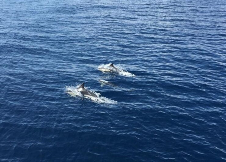 Fuerteventura: Whale & Dolphin Watching Boat Tour With Guide - Tour Details