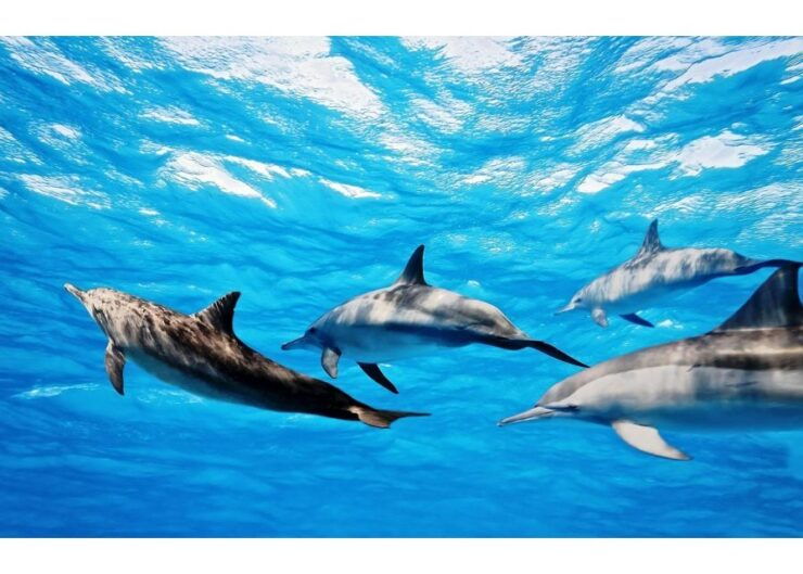 Fuerteventura: Whale & Dolphin Watching Boat Tour With Guide - Activity Description