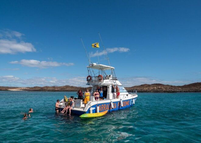 Fuerteventura: Whale & Dolphin Watching Boat Tour With Guide - Highlights