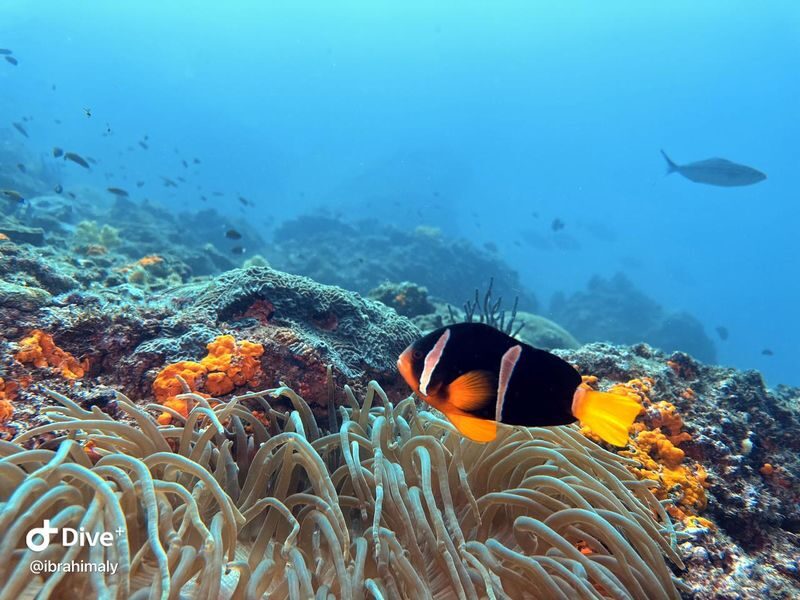 Fujairah 2-Tank Diving Experience from Dubai - From Dubai to Fujairah: a long road to the coast
