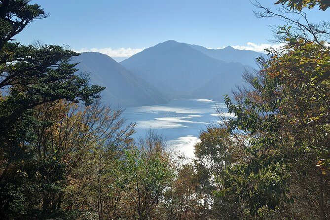 Fuji 5 Lakes Forest Bathing - Why Choose This Tour?