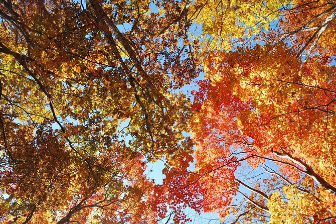 Fuji 5 Lakes Forest Bathing - Frequently Asked Questions