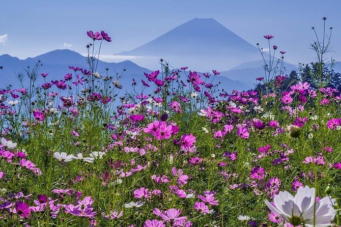 Fuji Kawaguchiko Hakone Private Car Tour - Customer Reviews