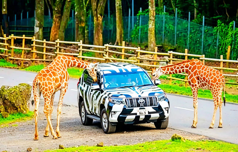 Fuji Safari Park, Oshino Hakkai, and Lake Kawaguchiko Oishi Park Flower Viewing Day Trip for Families (Round Trip from Tokyo Shinjuku) - The day in five useful points