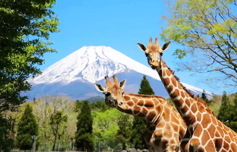 Fuji Safari Park, Oshino Hakkai, and Lake Kawaguchiko Oishi Park Flower Viewing Day Trip for Families (Round Trip from Tokyo Shinjuku) - Oishi Park: flowers, lake, and a final Fuji view