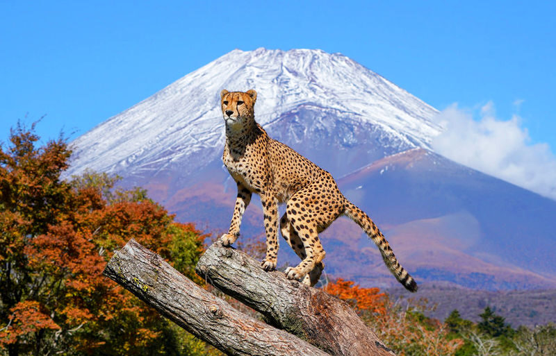 Fuji Safari Park, Oshino Hakkai, and Lake Kawaguchiko Oishi Park Flower Viewing Day Trip for Families (Round Trip from Tokyo Shinjuku) - What the price includes, and what it does not