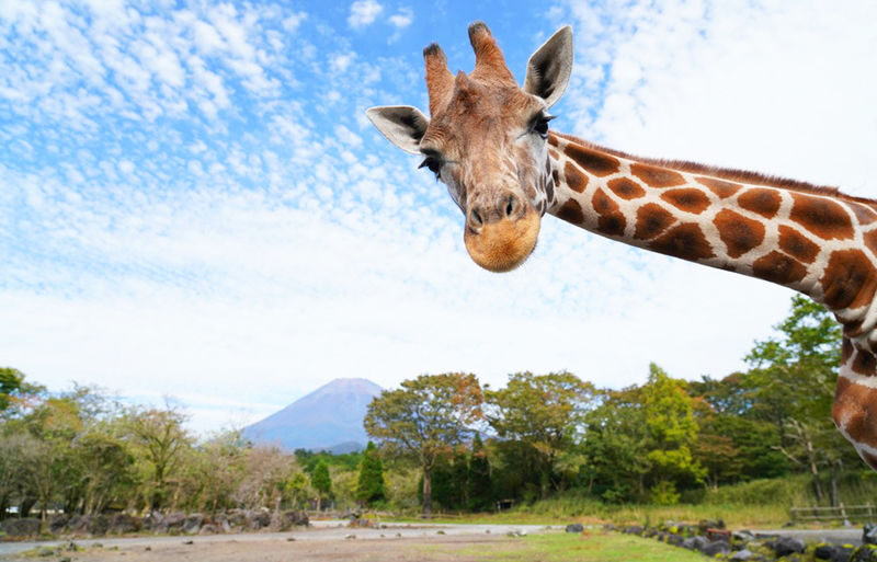 Fuji Safari Park, Oshino Hakkai, and Lake Kawaguchiko Oishi Park Flower Viewing Day Trip for Families (Round Trip from Tokyo Shinjuku) - Who will get the most from this trip