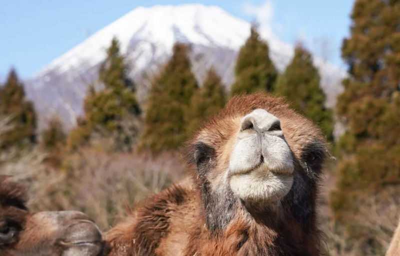 Fuji Safari Park, Oshino Hakkai, and Lake Kawaguchiko Oishi Park Flower Viewing Day Trip for Families (Round Trip from Tokyo Shinjuku) - Should you book this Fuji day trip?