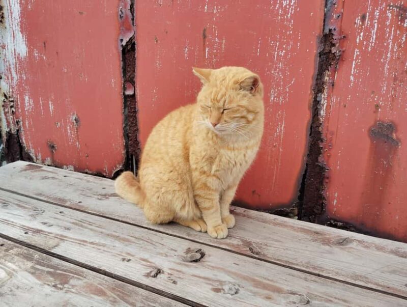 Fukuoka: Cat Island, Ainoshima Guided Tour with Ferry Ride - Good To Know