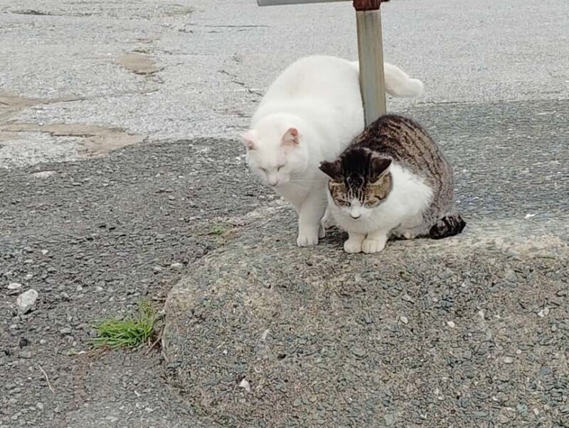 Fukuoka: Cat Island, Ainoshima Guided Tour with Ferry Ride - The Scenic Return and Additional Insights