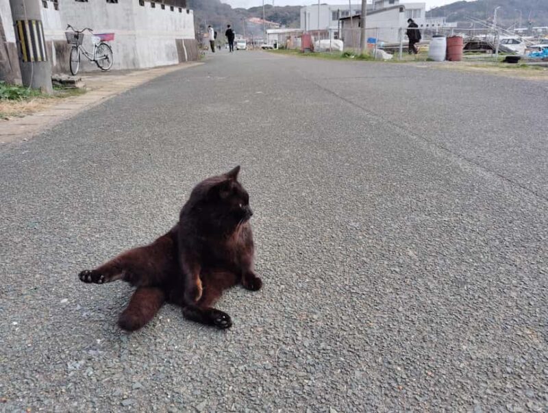 Fukuoka: Cat Island, Ainoshima Guided Tour with Ferry Ride - The Value of This Tour