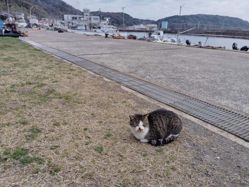 Fukuoka: Cat Island, Ainoshima Guided Tour with Ferry Ride - Good To Know