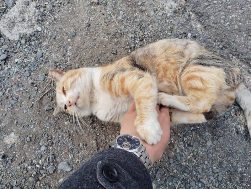 Fukuoka: Cats Island, Ainoshima Guided Tour from Hakata - Who Is This Tour Best For?