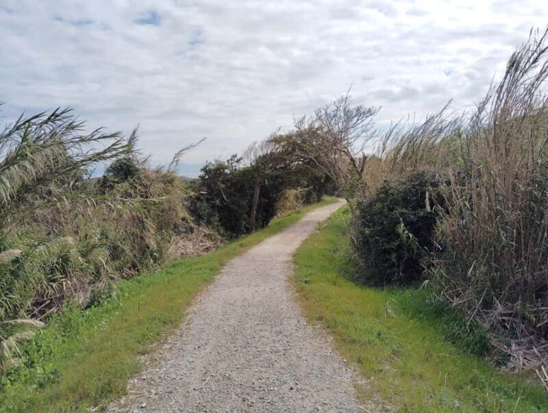 Fukuoka: Cats Island, Ainoshima Guided Tour from Hakata - Good To Know