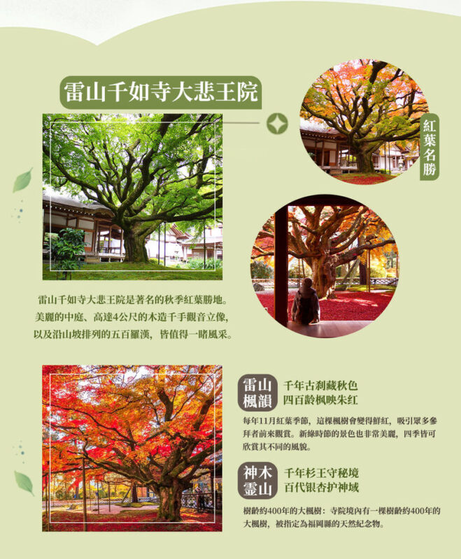 Fukuoka Day Trip: Shiraito Falls, Meoto Iwa, and Totoro Forest - The palm tree swing and lunch by the sea