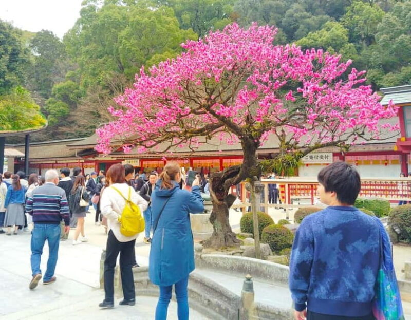Fukuoka: Dazaifu Tenmangu 2-Hour Private Guide Tour - Is It Worth the Price?