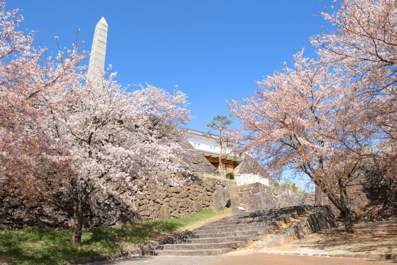 Fukuoka Iconic Cherry Blossom Spots Full-Day Tour - Key points to know