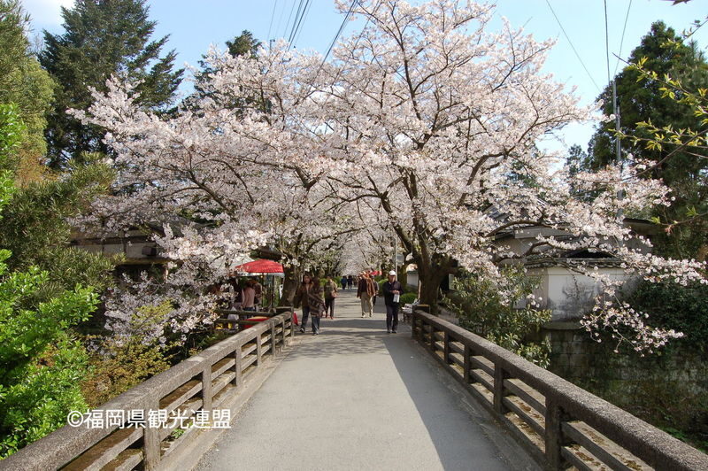 Fukuoka Iconic Cherry Blossom Spots Full-Day Tour - Blossom timing is part of the plan