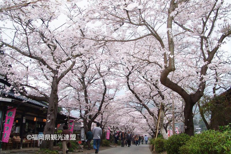 Fukuoka Iconic Cherry Blossom Spots Full-Day Tour - What the guides add