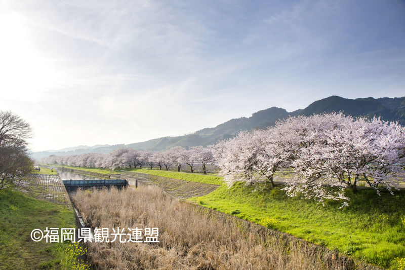 Fukuoka Iconic Cherry Blossom Spots Full-Day Tour - Photos, views, and the practical trade-off