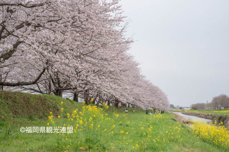 Fukuoka Iconic Cherry Blossom Spots Full-Day Tour - Is $56.75 good value?