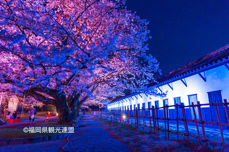 Fukuoka Iconic Cherry Blossom Spots Full-Day Tour - Who should book this cherry blossom day