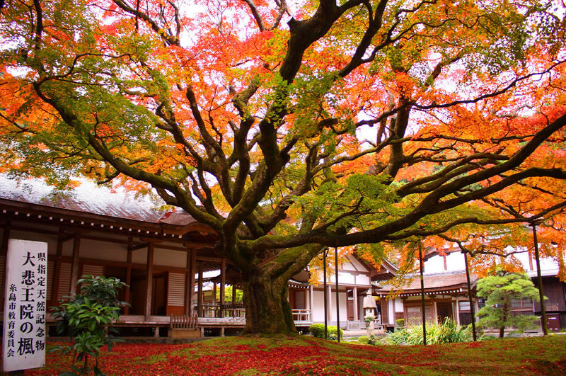 Fukuoka Itoshima Coast & Raizan Sennyoji Temple Day Trip - Who will enjoy this Itoshima day trip