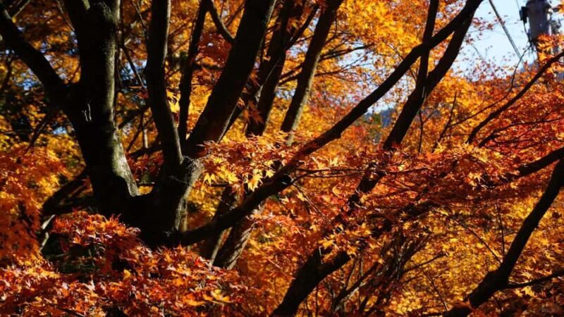 Fukuoka: Itoshima Waterfall, Ramen, and Fukuoka Tower Tour - The Sum Up