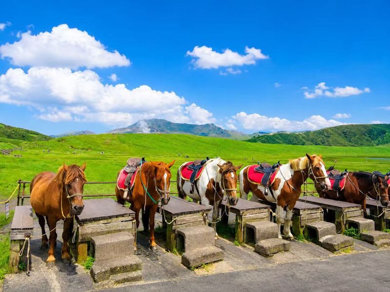 Fukuoka Kyushu Full-Day Private Charter Experience - What this charter is, and what it is not