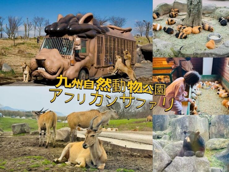 Fukuoka: Kyushu Natural Animal Park & Yufuin One Day Tour - Good To Know