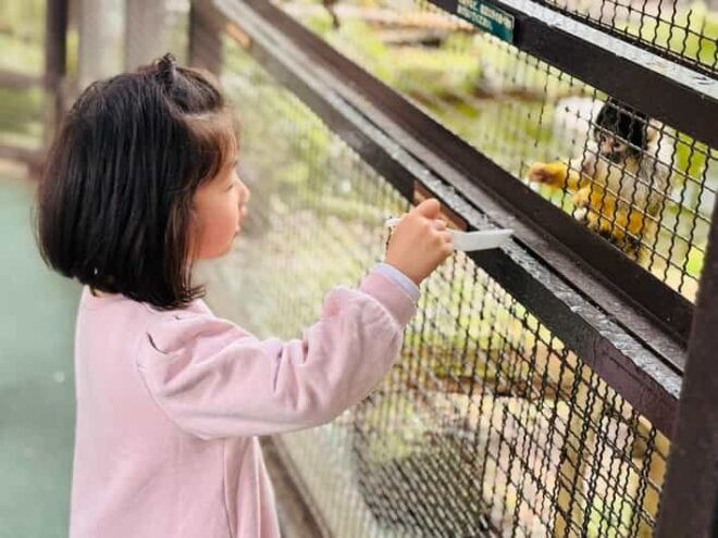 Fukuoka: Kyushu Natural Animal Park & Yufuin One Day Tour - Kyushu Wildlife Park Experience