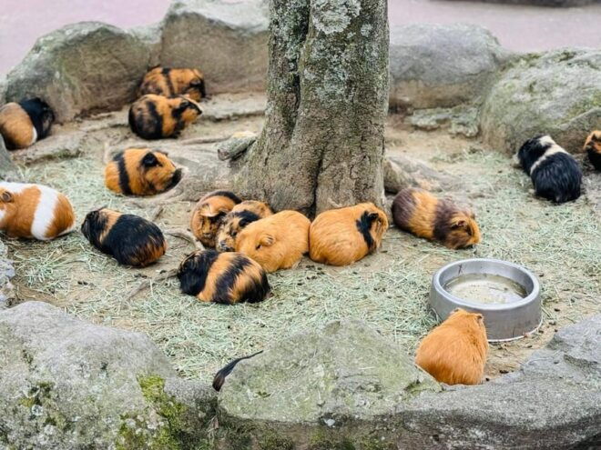 Fukuoka: Kyushu Natural Animal Park & Yufuin One Day Tour - Inclusions and Exclusions