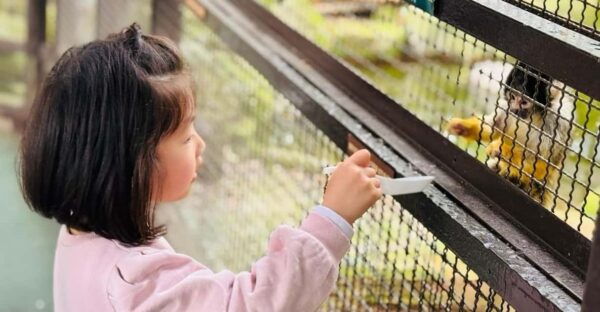 Fukuoka: Kyushu Natural Animal Park & Yufuin One Day Tour - Booking Information