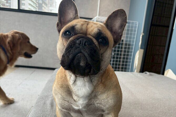 Fukuoka Photo Activity Experience with Large Dogs - Why This Experience Offers Value