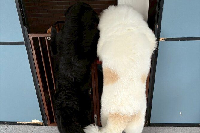 Fukuoka Photo Activity Experience with Large Dogs - FAQ