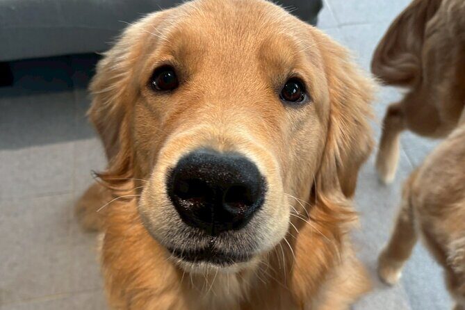 Fukuoka Photo Activity Experience with Large Dogs - Good To Know