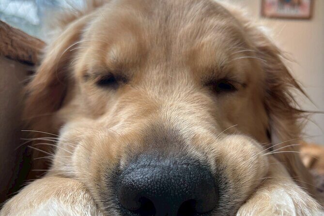 Fukuoka Photo Activity Experience with Large Dogs - The Sum Up: Is This Experience Right for You?