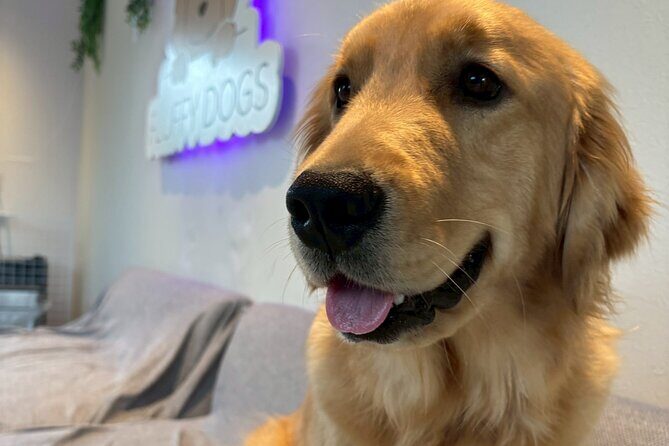 Fukuoka Photo Activity Experience with Large Dogs - FAQ