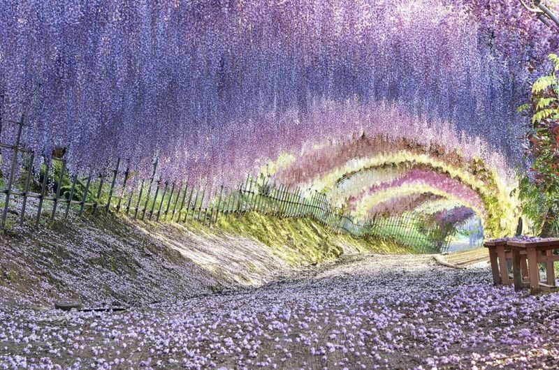 Fukuoka private car charter service: Mojiko, Karato Market, Kokura Castle, Miyajidake Shrine, Munakata Taisha, Kawachi Wisteria Garden, Sarakurayama night view, etc. - Kawachi Wisteria Garden, only when the flowers are right