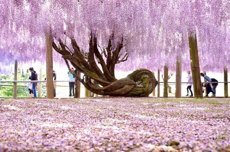 Fukuoka private car charter service: Mojiko, Karato Market, Kokura Castle, Miyajidake Shrine, Munakata Taisha, Kawachi Wisteria Garden, Sarakurayama night view, etc. - What the price covers, and what it does not