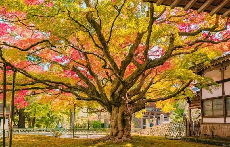 Fukuoka Shiraito Falls & Itoshima Scenic Spots Full-Day Tour - Guides, languages and the human side of the trip