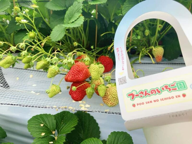 Fukuoka: Strawberry Picking, Koiki Shrine & Yanagawa Tour - Good To Know